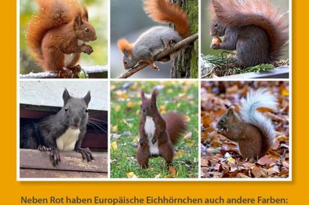 europäische Eichhörnchen sind nicht immer rotbraun
