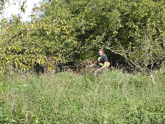 Arbeitseinsatz mit Freischneider in der Streuobstwiese