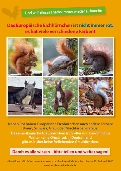 europäische Eichhörnchen sind nicht immer rotbraun